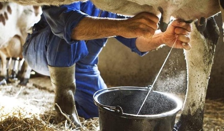 Eylülde Toplanan İnek Sütü Yüzde 4,3 Azaldı
