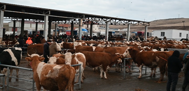 Hayvan Pazarlarının Kapanması Üreticiyi Vurdu