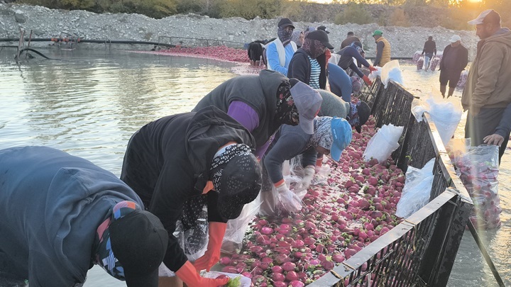 Kadirli’de Turp 3 Liraya Düştü, Üretici Zorda