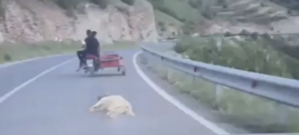 Kahramanmaraş'ta Ölü Köpeğin Motosikletle Sürüklenme Anları Tepki Çekti